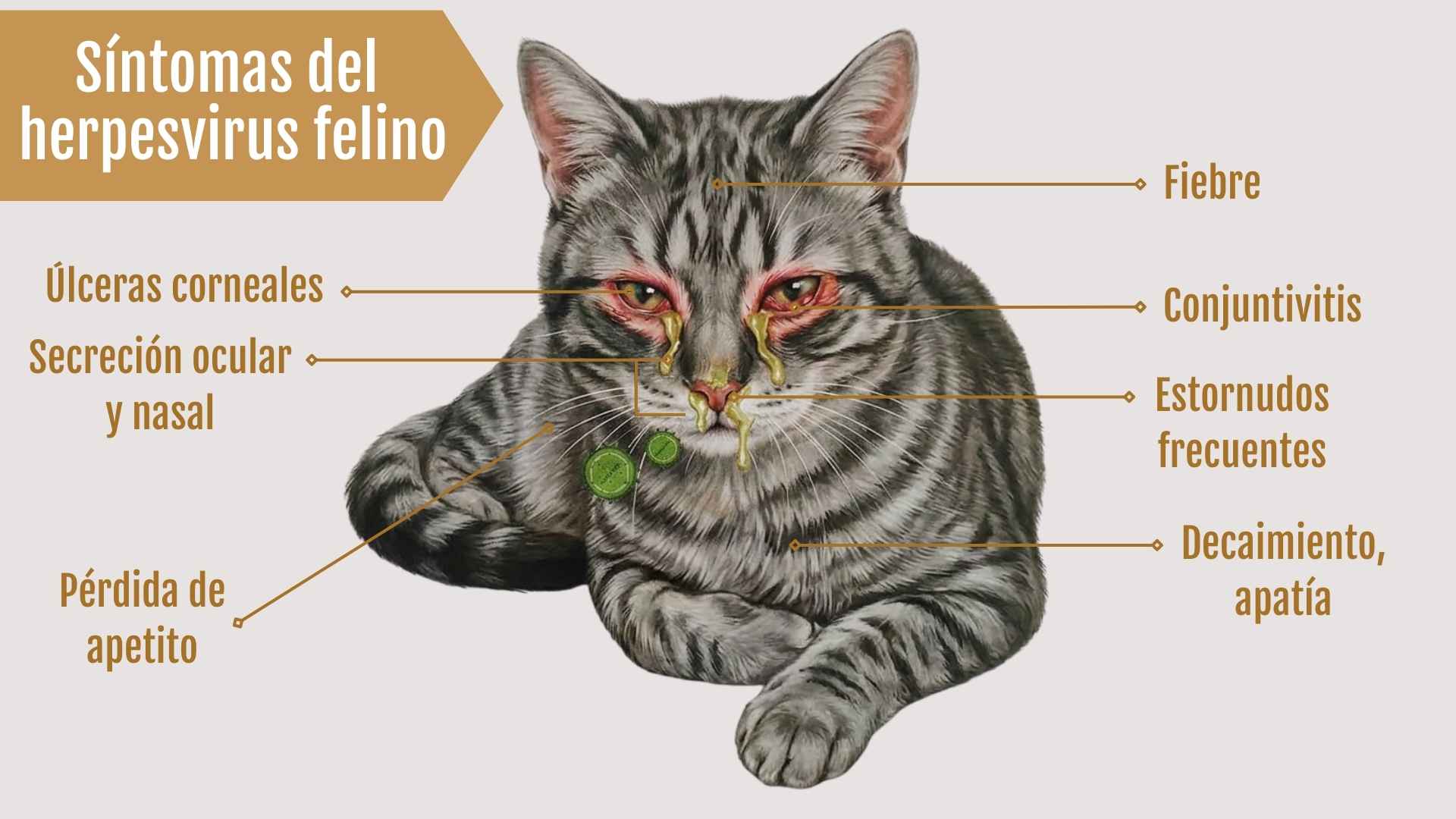 Síntomas del herpesvirus felino